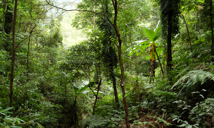广西桂林天然林