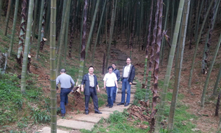 永安林业-永安11万亩竹通过FSC-FM联合认证