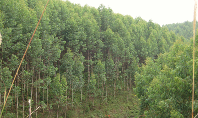 Guangdong Huazhou Forest Farm