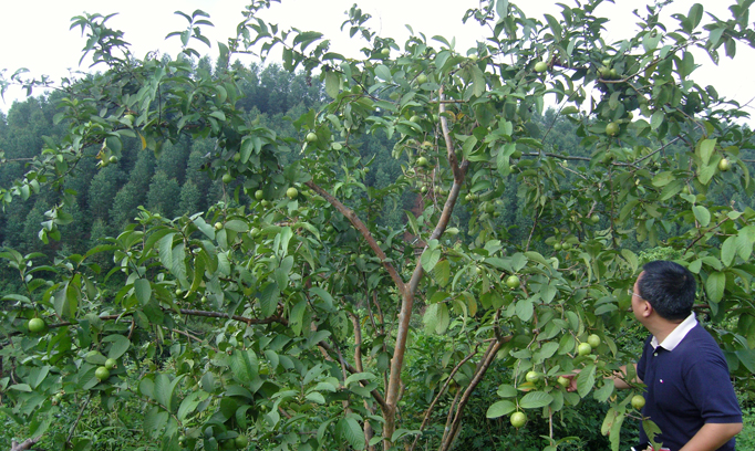 Thousand Island Lake Woodland Scene