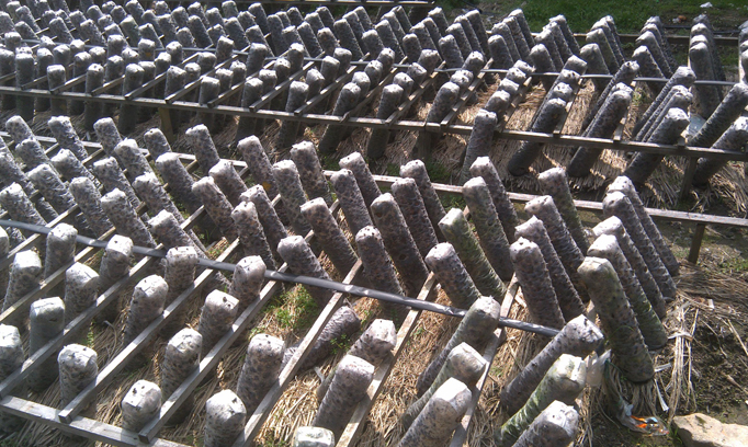 Shiitake Mushroom Base