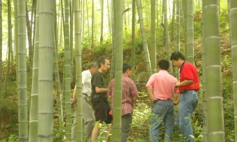 Anji Bamboo Forest