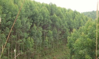 Guangdong Huazhou Forest Farm