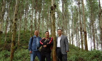 Guangxi Eucalyptus Forest