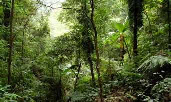 Guilin Natural Forest, Guangxi