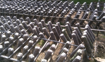 Shiitake Mushroom Base