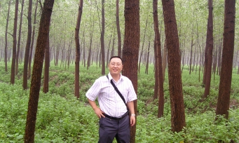 Xuzhou Poplar