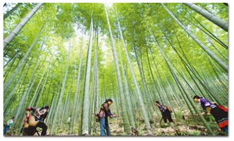 130,000 mu of bamboo forests in Guangde, Anhui passed FSC-FM joint forest certification