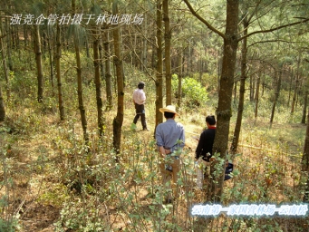 The first forest farm in Southwest China-East China Wood Industry Lufeng Village Forest Farm obtained FSC-FM certificate