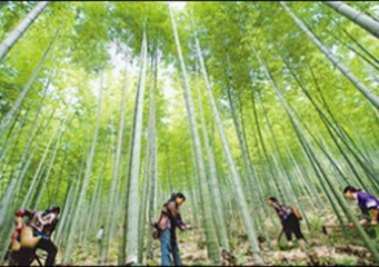 130,000 acres of bamboo forests in Guangde, Anhui passed FSC FM joint forest certification