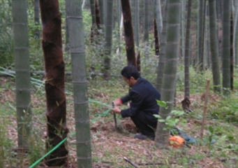 Bamboo forest inspection